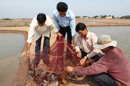 Phát triển mô hình nuôi tôm thâm canh - bán thâm canh